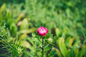 Aster, Aster L. © Marcin Łazarczyk