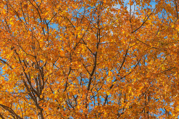 Linden tree in the city park at autumn.