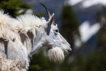 Mountain goat