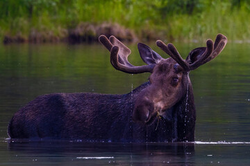 Bull moose in lake