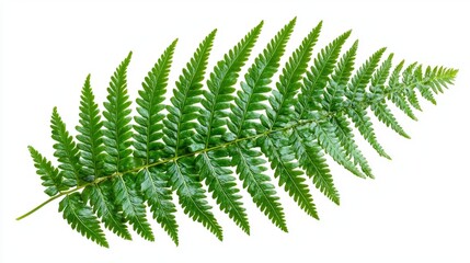 A high-resolution image of a single fern leaf, showcasing its intricate fronds, isolated on a white 