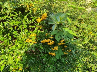 Fototapeta premium bushes with fruits, close up photography in Berlin Treptow/Köpenick
