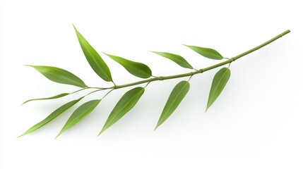 Obraz premium A crisp photo of a single bamboo stalk with green leaves, isolated on a white background with no ref