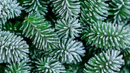 Frosted pine needle texture with icy sparkle Christmas winter vibes delicate and natural snow covered feel perfect for seasonal designs 
