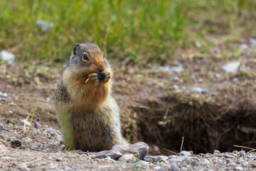 Prairie Dog