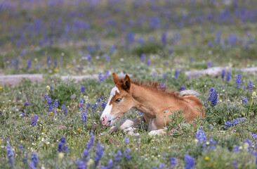 Cute Wild Horse Foal in Summer in the Pryor Mountains Montana