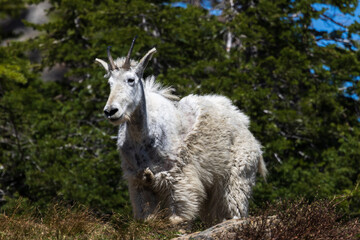 Mountain Goat in Glacier National Park