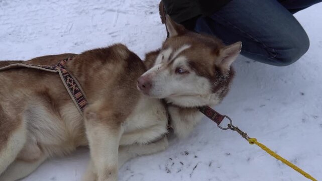 animal snow winter fur alaska ice wolf cute adventure canine blue landscape mammal breed pet
