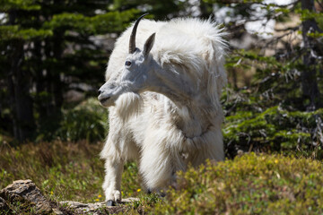 Mountain Goat in Glacier National Park