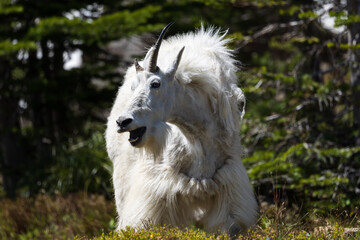 Mountain Goat in Glacier National Park