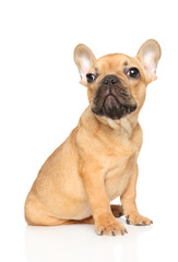 Obraz premium French Bulldog Puppy Sitting on White Background