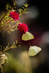 Catopsilia pyranthe - Mottled Emigrant butterfly