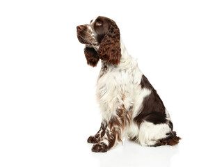 Side View of a Springer Spaniel on a White Background