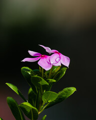 Due fell on periwinkle flower