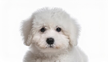 Obraz premium ビションフリーゼの子犬のポートレート（Bichon Frise puppy portrait on white background） 