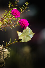 Catopsilia pyranthe - Mottled Emigrant butterfly