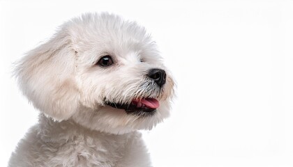 Fototapeta premium 笑顔のビションフリーゼの子犬のポートレート（Portrait of a smiling Bichon Frise puppy on white background） 