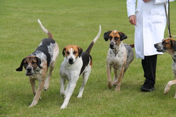 Four Modern English Foxhound Dogs on a Training Exercise.