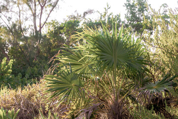 Tropical green exotic Caribbean Maya Chit palm palms rainforest Mexico.