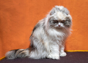 cat with long fur is sitting on a carpet