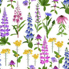 Field herbs and flowers on a white background. Seamless vector illustration. For textile decoration, packaging.