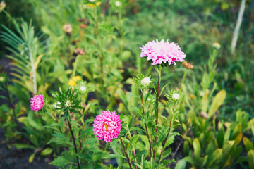 Aster, Aster L. © Marcin Łazarczyk