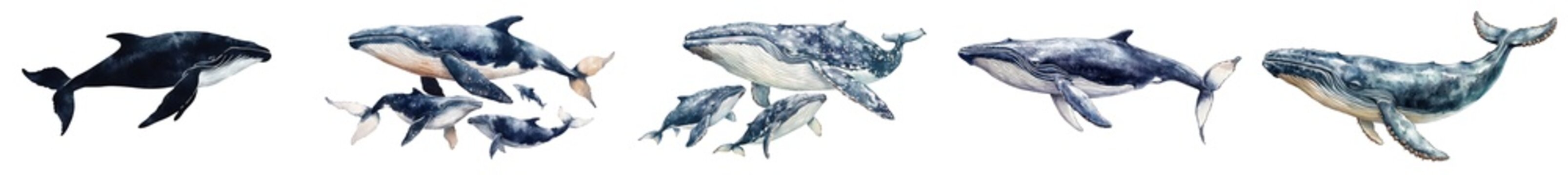 Big Whale is a majestic creature that dominates the marine food chain.