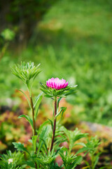 Aster, Aster L. © Marcin Łazarczyk