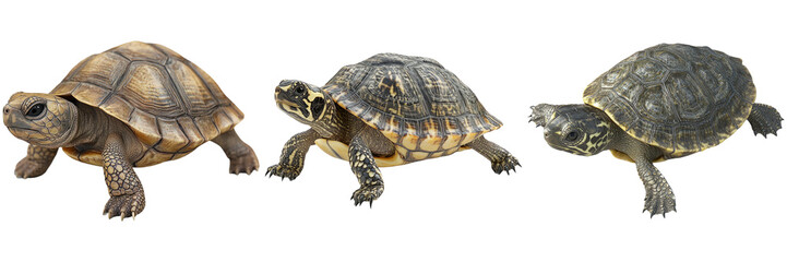 Obraz premium Turtle walking on the beach isolated on transparent background 