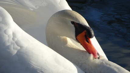 mute swan cygnus olor