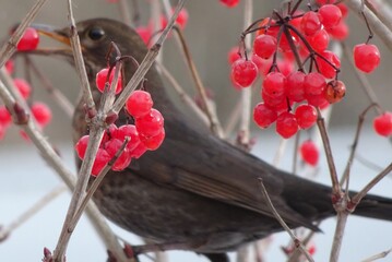 bird on a branch