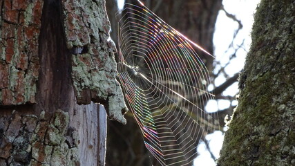 spider web on the tree