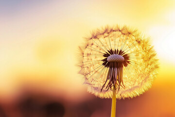 Abstract Closeup of dandelion on sunset background as wallpaper background illustration