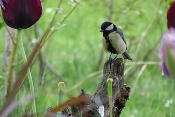 great spotted woodpecker