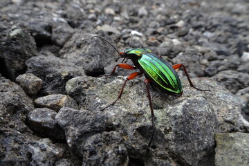 bug on the ground