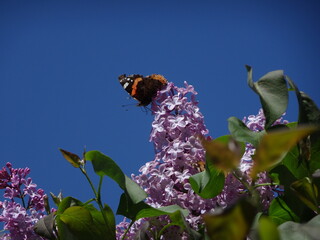 schmetterling mit flieder