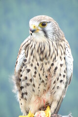 red tailed hawk