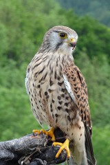red tailed hawk