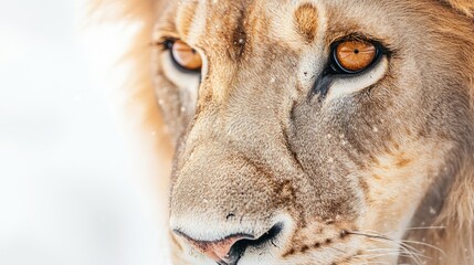 Intense close-up of a lion's eyes and mane, isolated against a white background, showcasing the regal beauty and commanding presence of this iconic predator.
