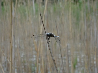 dragonfly on a branch