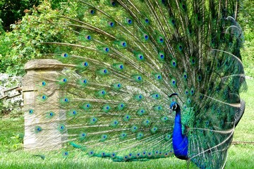 peacock with feathers out