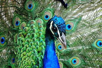 peacock with feathers