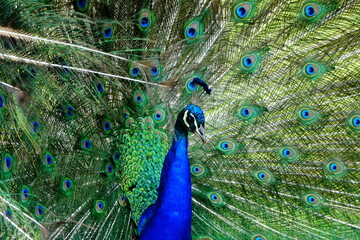 peacock with feathers