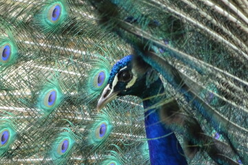 peacock with feathers
