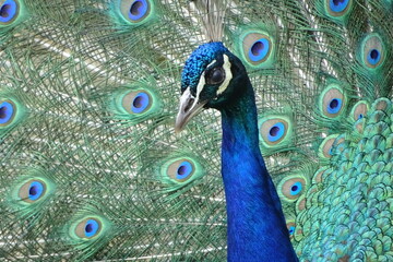 peacock with feathers