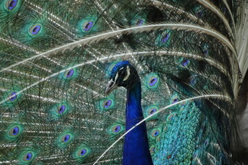 peacock with feathers