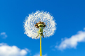 Abstract Closeup of dandelion on sunset background as wallpaper background illustration