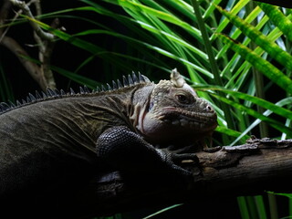 iguana in the zoo