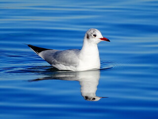 seagull on the water