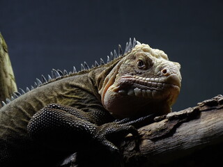 portrait of iguana